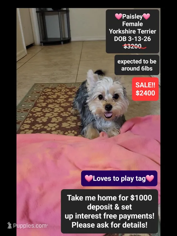 Paisley, a female Yorkshire Terrier for sale in Tucson, AZ – 1 of 3