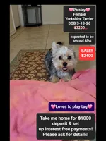 Paisley, a female Yorkshire Terrier for sale in Tucson, AZ – 1 of 3