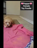 Pepper*900 take home, a female Poodle - Toy  for sale in Tucson, AZ – 3 of 3
