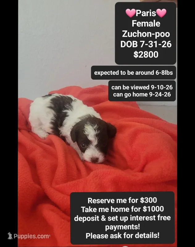 Paris – Poodle - Toy , Shichon puppy for sale in Tucson, AZ