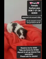 Paris*1000 take home, a female Poodle - Toy  and Shichon for sale in Tucson, AZ – 1 of 3