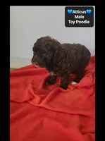 Atticus, a male Poodle - Toy  for sale in Tucson, AZ – 3 of 3