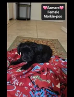 Samara*900 take home, a female Poodle - Toy  and Morkie for sale in Tucson, AZ – 3 of 3
