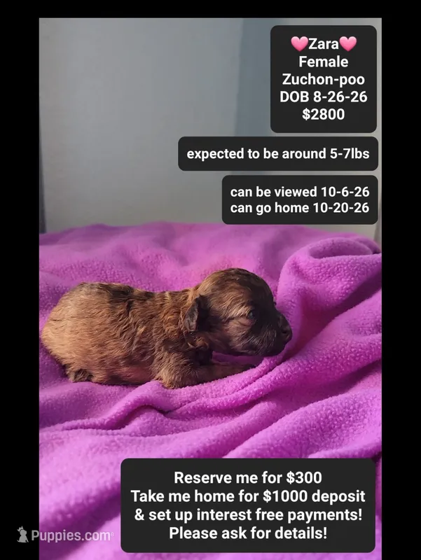 Zara*1000 take home – Poodle - Toy , Shichon puppy for sale in Tucson, AZ
