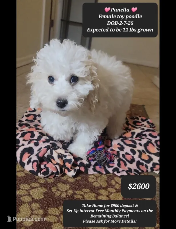 Panella – Poodle - Miniature  puppy for sale in Tucson, AZ