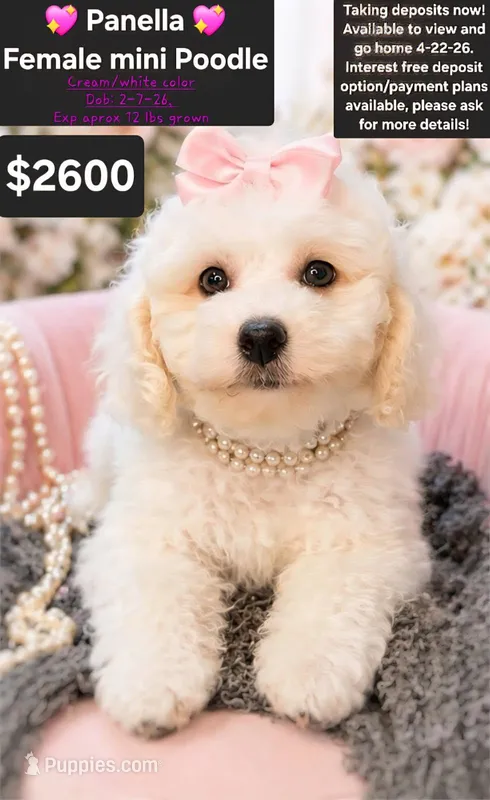 Panella – Poodle - Miniature  puppy for sale in Tucson, AZ