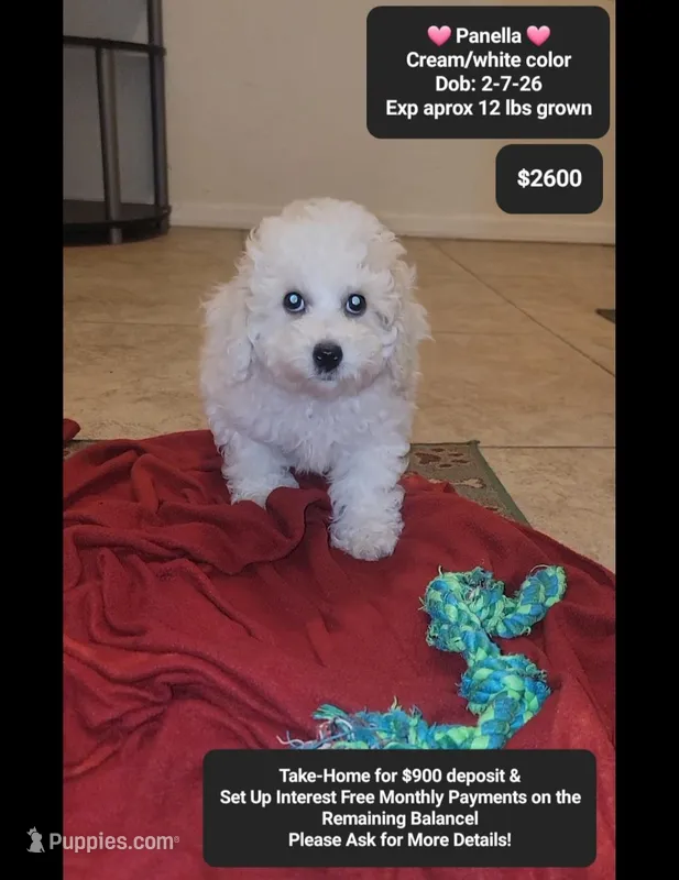 Panella – Poodle - Miniature  puppy for sale in Tucson, AZ