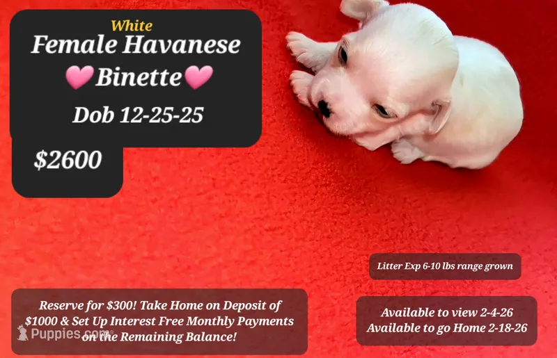 BINETTE☆1000 take home option!