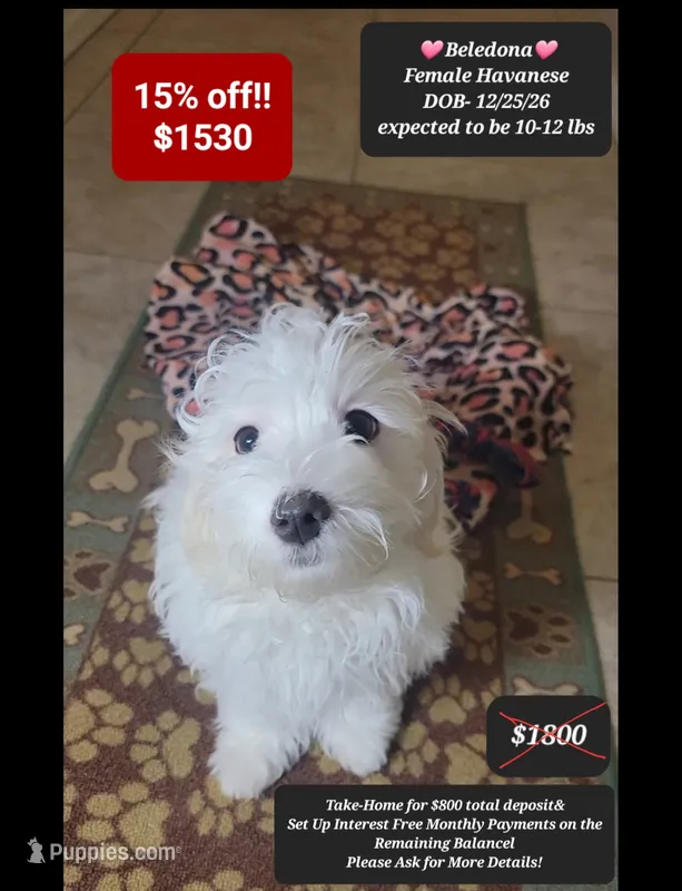 Beledona – Havanese puppy for sale in Tucson, AZ