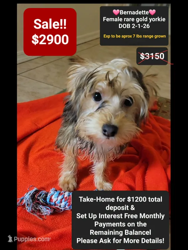 Bernadette – Yorkshire Terrier puppy for sale in Tucson, AZ