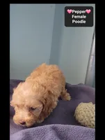 Pepper, a female Poodle - Toy  for sale in Tucson, AZ – 2 of 3