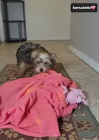 Bernadette, a female Yorkshire Terrier for sale in Tucson, AZ – 2 of 3