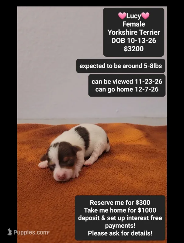 Lucy – Yorkshire Terrier puppy for sale in Tucson, AZ