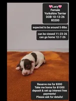 Lucy, a female Yorkshire Terrier for sale in Tucson, AZ – 1 of 3