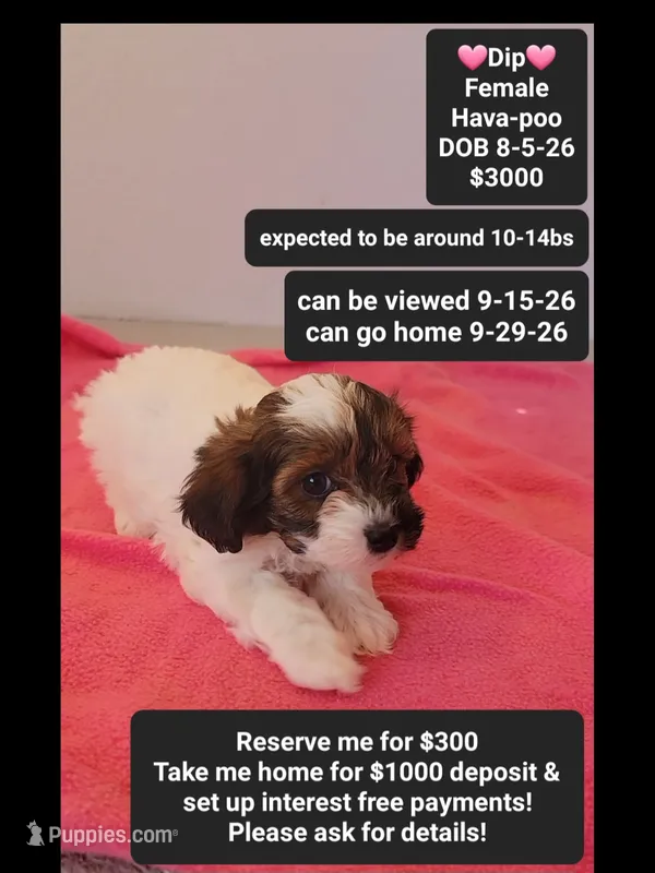 Dip*1000 take home – Havanese, Poodle - Toy  puppy for sale in Tucson, AZ