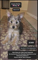 Riley, a female Morkie for sale in Tucson, AZ – Photo 1 of 3