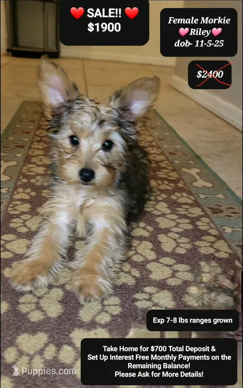 Riley – Morkie puppy for sale in Tucson, AZ