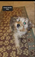 Riley, a female Morkie for sale in Tucson, AZ – Photo 2 of 2
