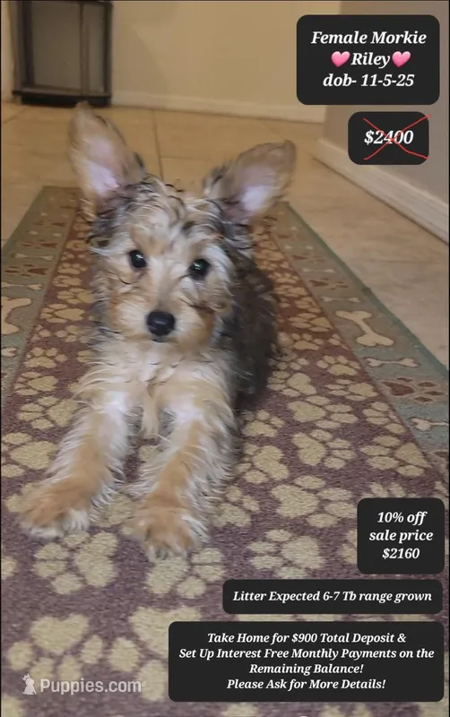 Riley – Morkie puppy for sale in Tucson, AZ
