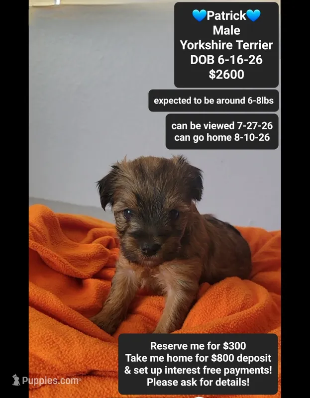 patrick*$800 take home – Yorkshire Terrier puppy for sale in Tucson, AZ