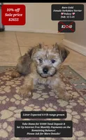 Placey , a female Yorkshire Terrier for sale in Tucson, AZ – Photo 1 of 3