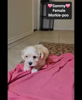 Sammy*900 take home, a female Poodle - Toy  and Morkie for sale in Tucson, AZ – 2 of 3