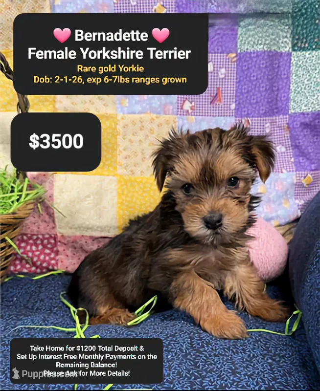 Bernadette – Yorkshire Terrier puppy for sale in Tucson, AZ