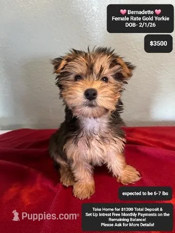 Bernadette – Yorkshire Terrier puppy for sale in Tucson, AZ