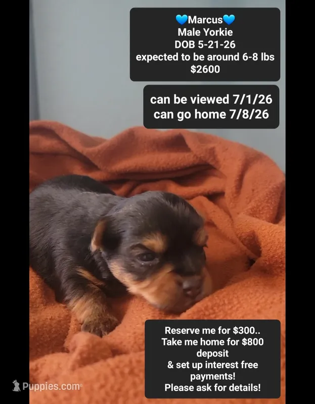 Marcus – Yorkshire Terrier puppy for sale in Tucson, AZ