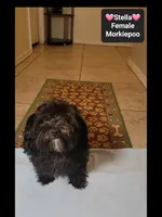 Stella*900 take home, a female Poodle - Toy  and Morkie for sale in Tucson, AZ – 3 of 3