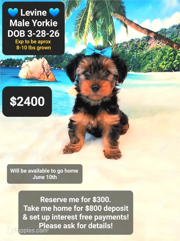 Levine – Yorkshire Terrier puppy for sale in Tucson, AZ