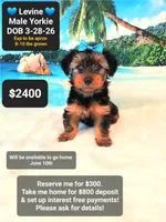 Levine, a male Yorkshire Terrier for sale in Tucson, AZ – 1 of 1