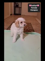 Delilah*900 take home, a female Havanese and Poodle - Toy  for sale in Tucson, AZ – 2 of 3