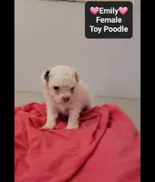 Emily*1000 take home, a female Poodle - Toy  for sale in Tucson, AZ – 2 of 3