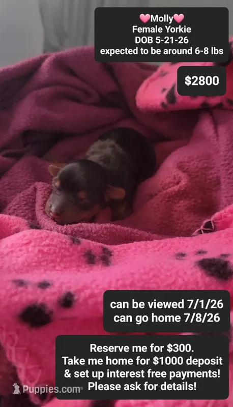 Molly – Yorkshire Terrier puppy for sale in Tucson, AZ
