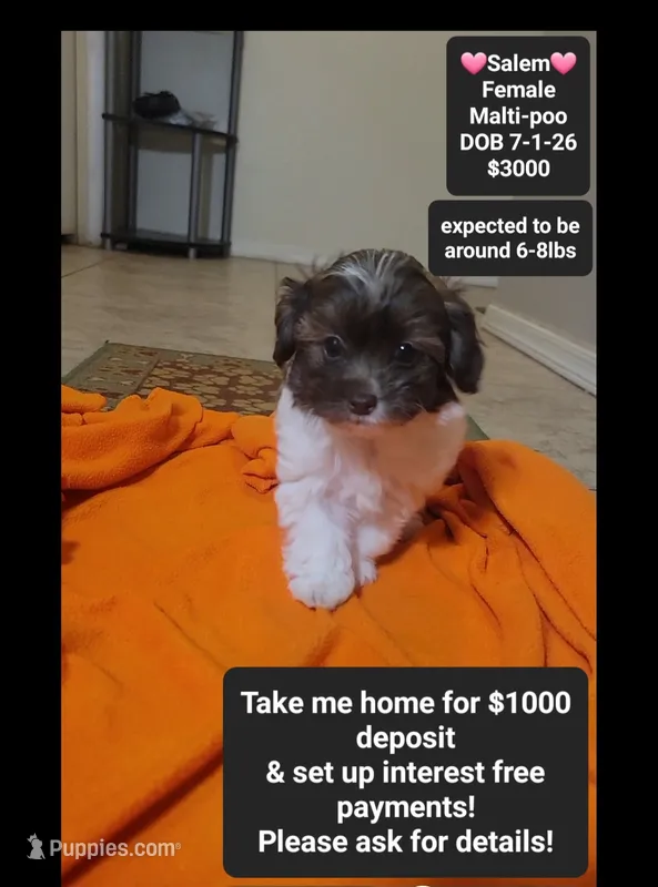 Salem*1000 take home – Maltipoo puppy for sale in Tucson, AZ