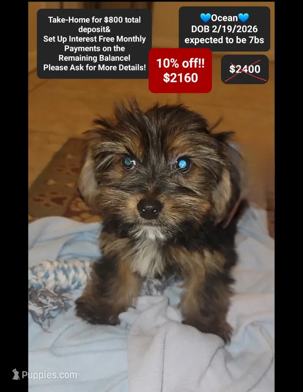 Ocean – Yorkshire Terrier puppy for sale in Tucson, AZ