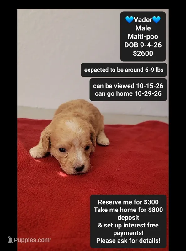 Vader – Maltipoo puppy for sale in Tucson, AZ