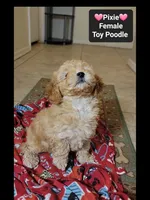 Pixie*900 take home, a female Poodle - Toy  for sale in Tucson, AZ – 2 of 3
