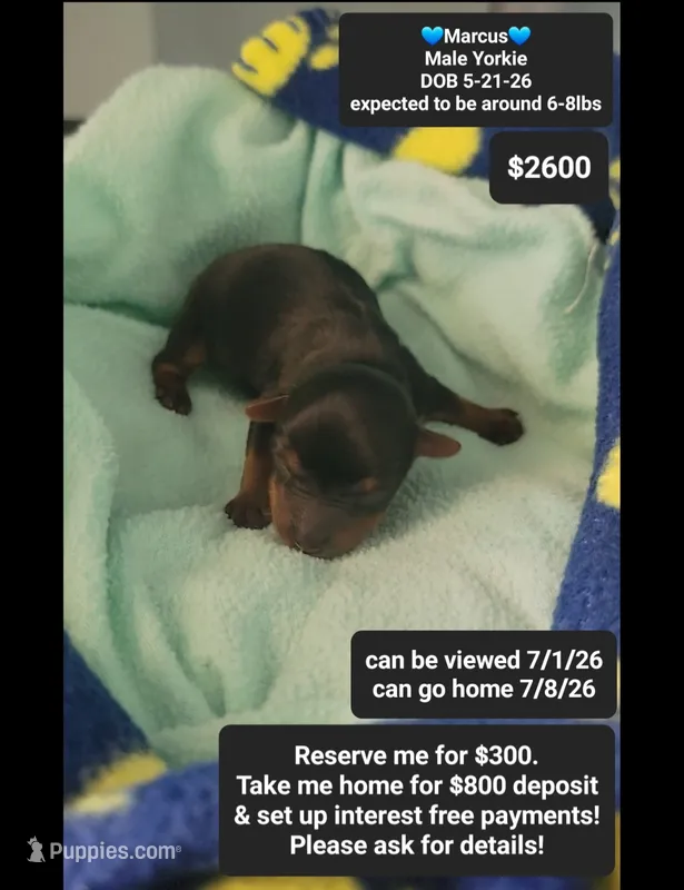 Marcus – Yorkshire Terrier puppy for sale in Tucson, AZ