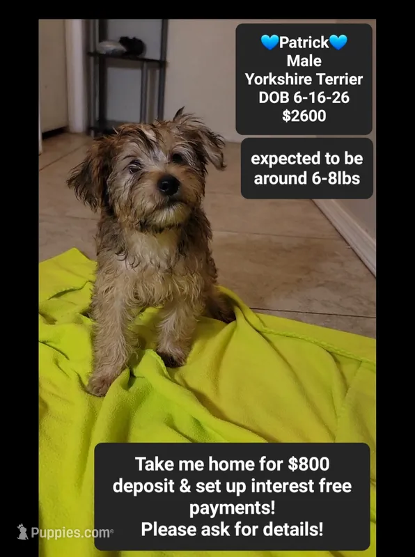 patrick*$800 take home – Yorkshire Terrier puppy for sale in Tucson, AZ