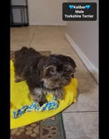 Kaliber*800 take home, a male Yorkshire Terrier for sale in Tucson, AZ – 2 of 3