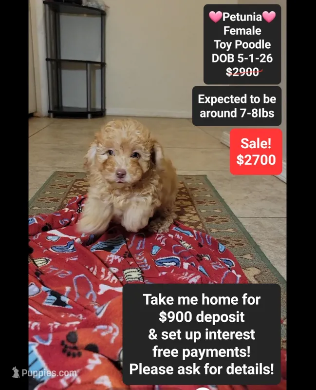 Petunia*900 take home – Poodle - Toy  puppy for sale in Tucson, AZ