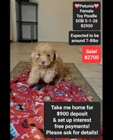Petunia*900 take home, a female Poodle - Toy  for sale in Tucson, AZ – 1 of 3