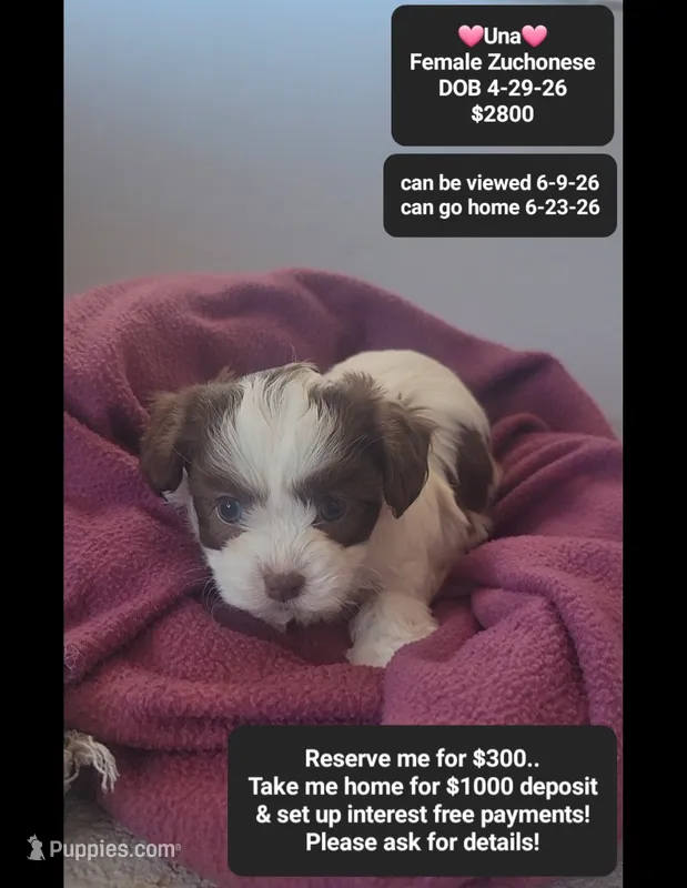 Una – Havanese, Shichon puppy for sale in Tucson, AZ