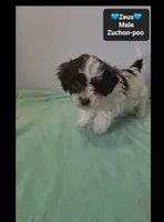 Zeus*800 take home, a male Poodle - Toy  and Shichon for sale in Tucson, AZ – 2 of 3