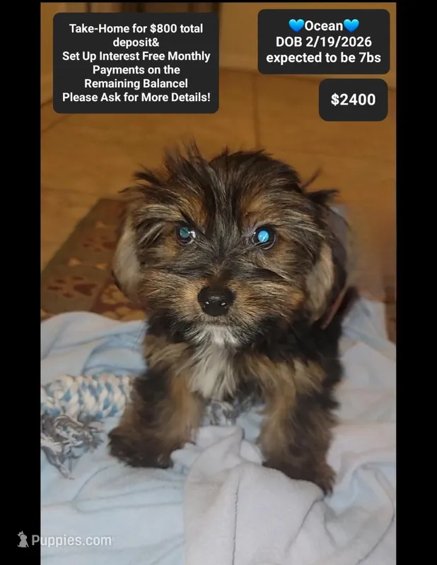 Ocean – Yorkshire Terrier puppy for sale in Tucson, AZ