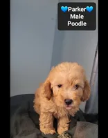 Parker, a male Poodle - Toy  for sale in Tucson, AZ – 3 of 3