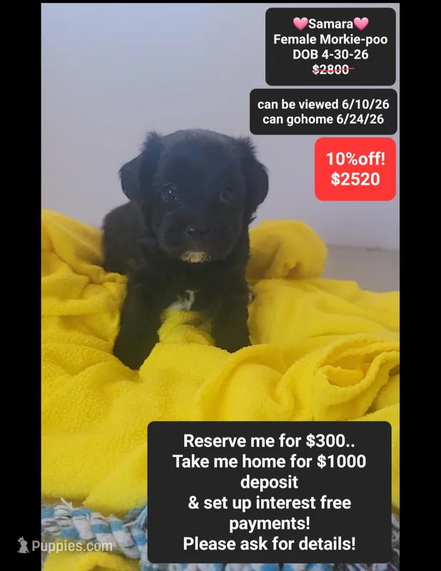 Samara – Poodle - Toy , Morkie puppy for sale in Tucson, AZ