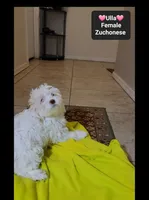Ulla*900 take home, a female Havanese and Shichon for sale in Tucson, AZ – 2 of 3